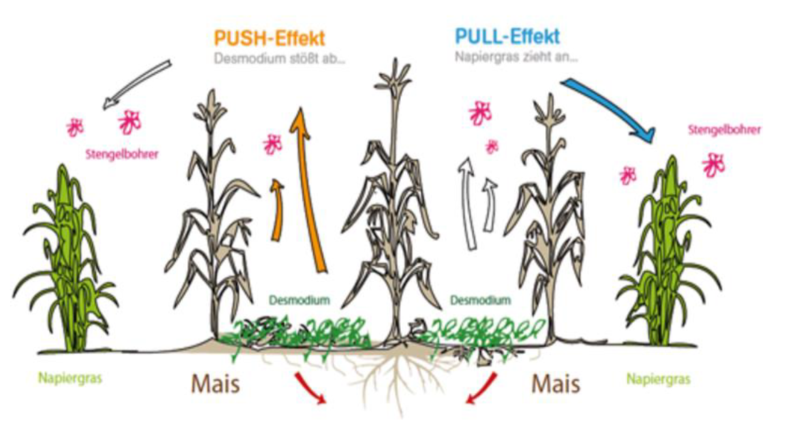 Was ist die PushandPull Technik?